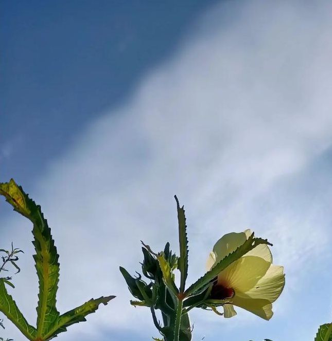 成版年秋葵qpp全面开放不限制，网友：随时使用