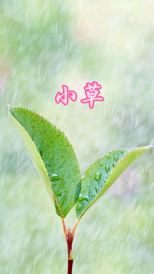 小草视频手机在线观看,全新的直播软件