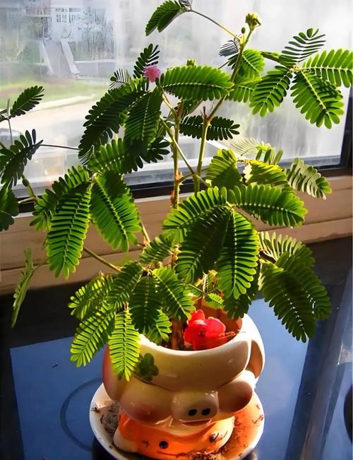 含羞草实验所手机端永久免费开放,网友:签约了更大平台 含羞草实验所手机端永久免费开放,网友:签约了更大平台