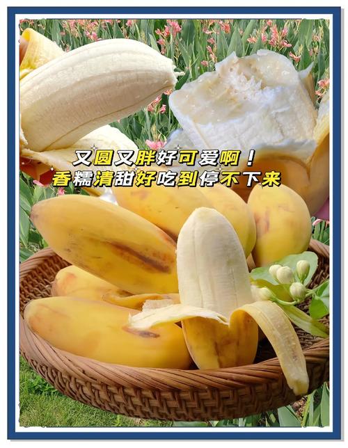 香蕉苹果哈密瓜芒果水蜜桃appV8.3.9_香蕉苹果哈密瓜芒果水蜜桃app