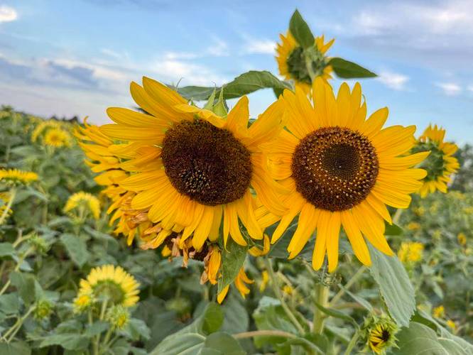向日葵网页版网站在线进入,在这里让世界看见你