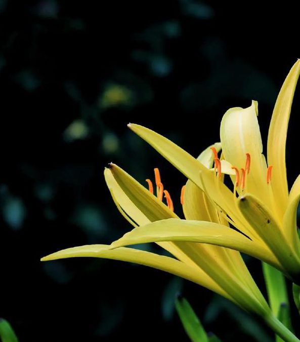 忘忧草影视免费版V8.2.7_忘忧草影视免费版