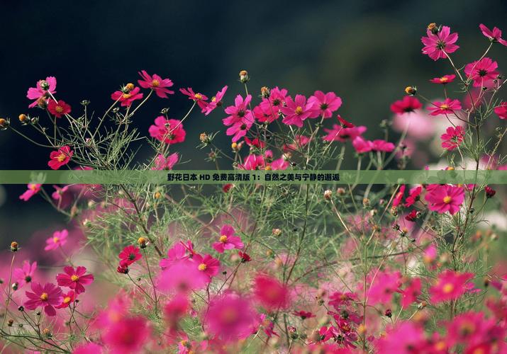 野花社区日本免费119adcV5.4.9_野花社区日本免费119adc