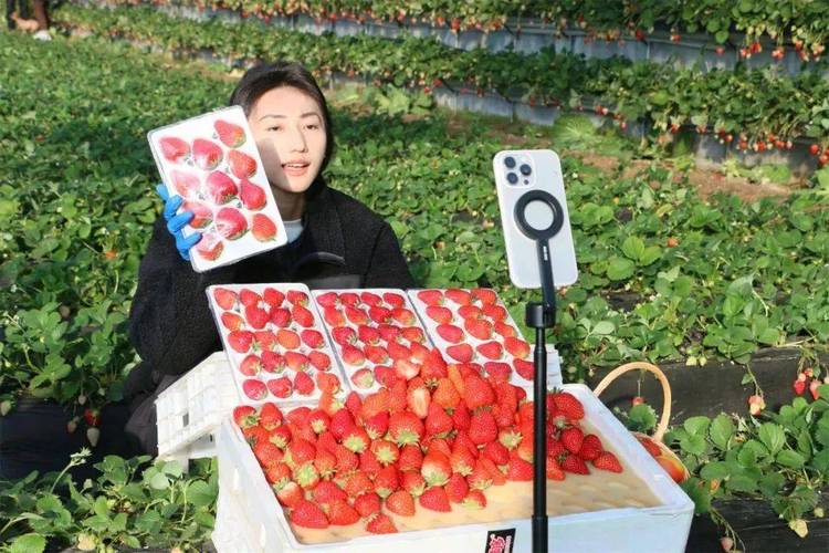 草莓豆奶向日葵黄瓜荔枝app门槛变低了，网友：赶紧加入