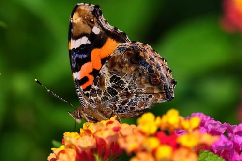 花蝴蝶论坛社区上线就受到追捧，网友：真的不错！