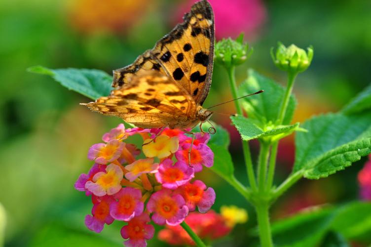 花蝴蝶论坛社区上线就受到追捧，网友：真的不错！