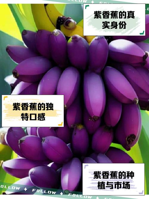 黑了木耳紫了葡萄软了香蕉圈内非常的流行，平台：都是大家抬举