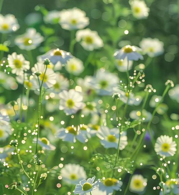 野花视频中文免费观看3入口地址已经更改，网友：大意了！