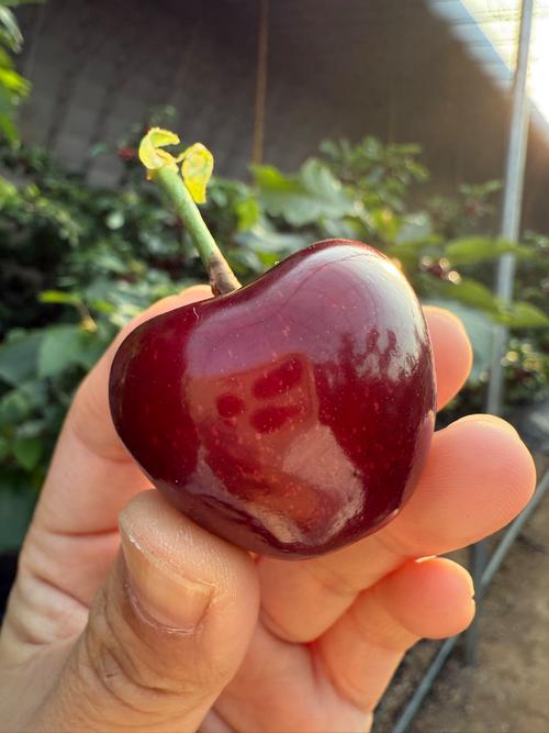 国产精品樱桃视频入口黑人,非常流行的视频播放软件 国产精品樱桃视频入口黑人,非常流行的视频播放软件