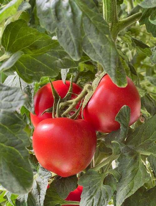 番茄乐园一天看三次着重用户体验,网友:随时追剧! 番茄乐园一天看三次着重用户体验,网友:随时追剧!