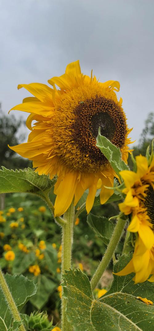 向日葵视频ios视频下载最新版,有意思的短视频交友平台