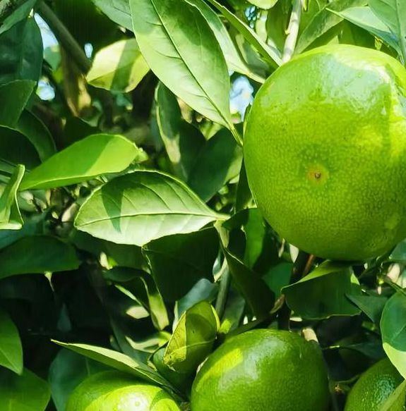 蜜桔视频网站手机版V9.2.6_蜜桔视频网站软件