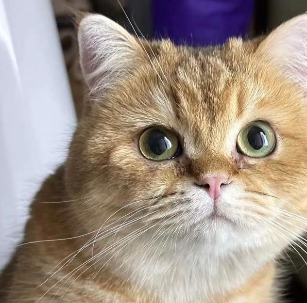 猫咪视频观看高清版全面开放，网友：无任何限制！