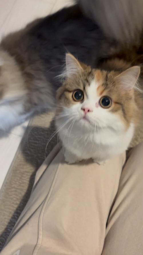 猫咪视频观看高清版全面开放，网友：无任何限制！