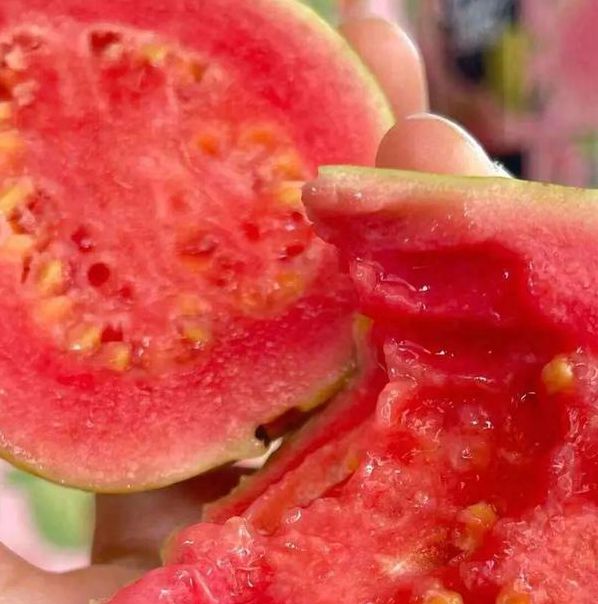 草莓芭乐榴莲向日葵最新免费,是最新的一个视频播放软件