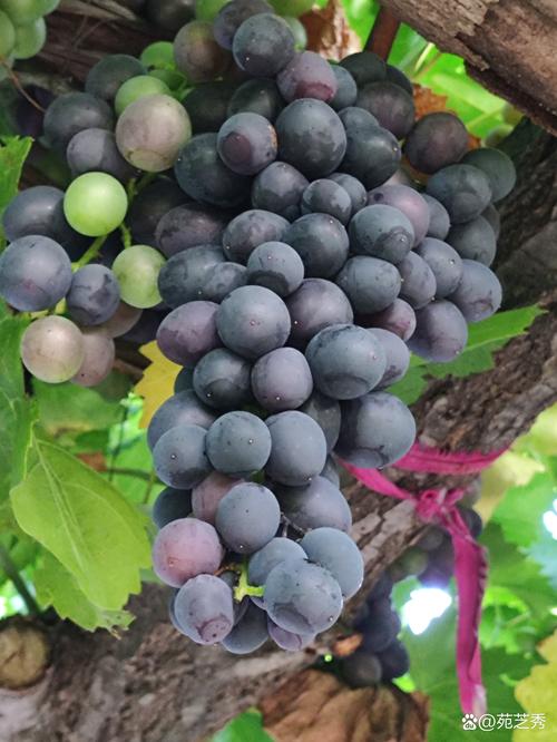 葡萄视频最新版手机版V5.5.4_葡萄视频最新版软件下载