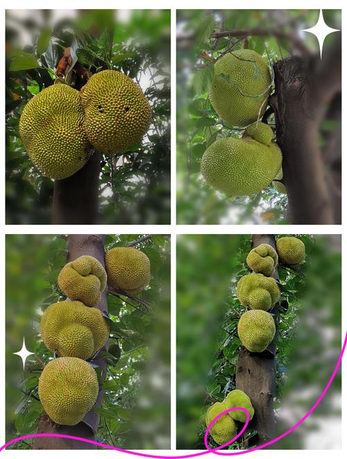 菠萝菠萝蜜视频在线观看完整版3最新版V2.5.5_菠萝菠萝蜜视频在线观看完整版3APP