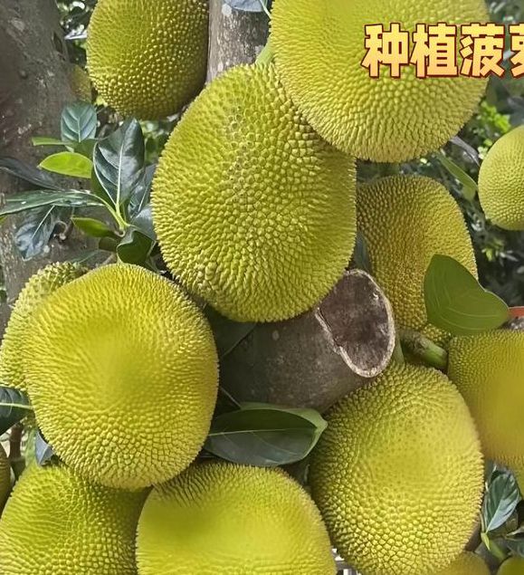 菠萝菠萝蜜视频在线观看完整版3最新版V2.5.5_菠萝菠萝蜜视频在线观看完整版3APP