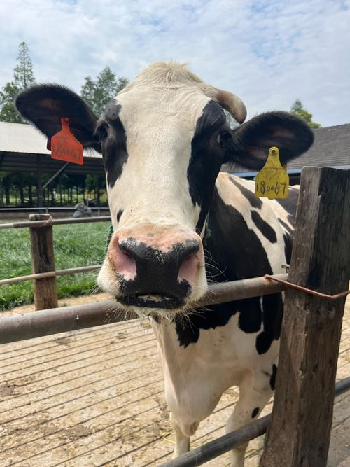 奶牛app官方网下载免费下载应用V1.7.9_奶牛app官方网下载免费下载APP下载