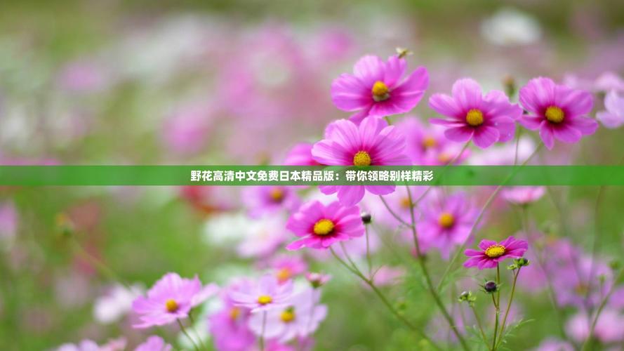 野花社区免费观看完整版最新版V3.8.1_野花社区免费观看完整版APP