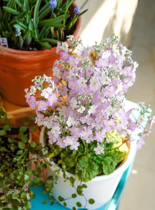 樱花草视频在线观看高清免费资源ios,有很多好看的短视频内容