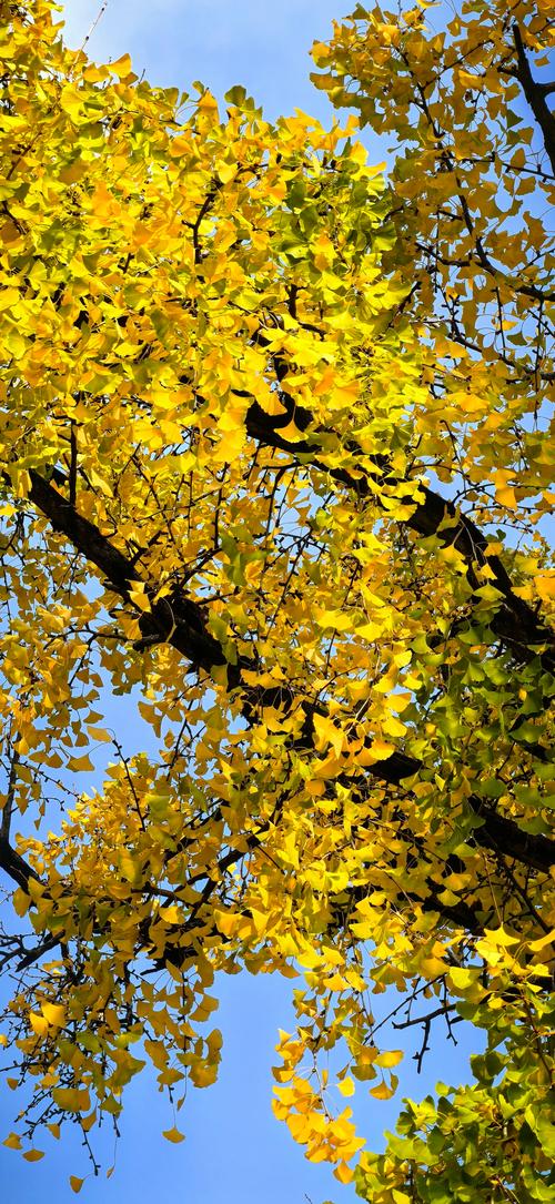 银杏视频安卓版手机版V7.8.5_银杏视频安卓版应用下载