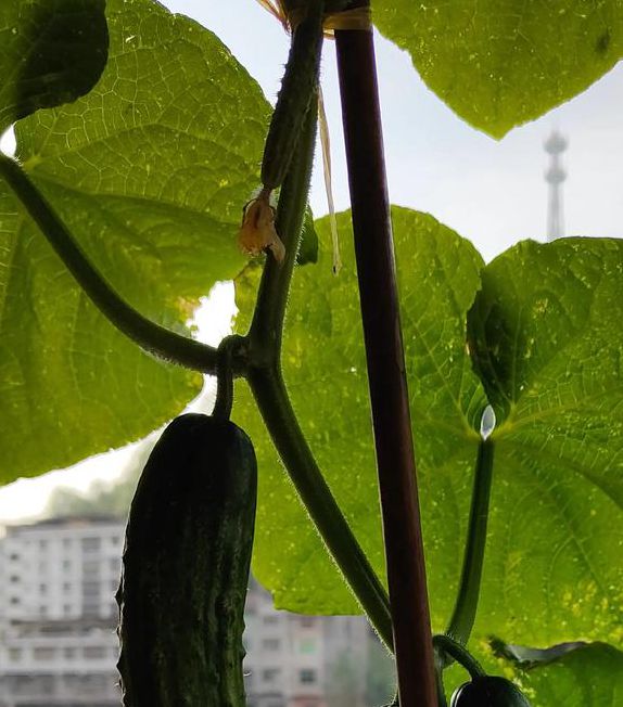 抖音樱桃丝瓜绿巨人黄瓜免费版最新,视频解码播放软件