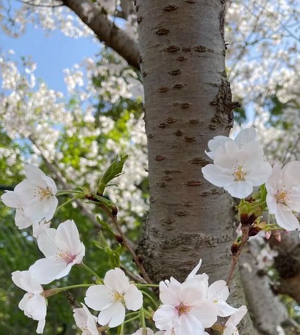 日本樱花APP手机版V1.8.7_日本樱花APP最新版下载