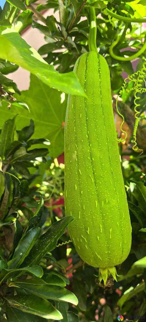 草莓樱桃丝瓜绿巨人秋葵香蕉大全最新版V2.2.4_草莓樱桃丝瓜绿巨人秋葵香蕉大全应用下载 草莓樱桃丝瓜绿巨人秋葵香蕉大全最新版V2.2.4_草莓樱桃丝瓜绿巨人秋葵香蕉大全应用下载