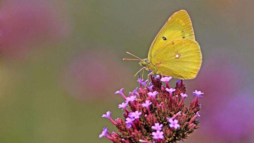 粉蝶最新版本可以无限观看，网友：每天都在更新