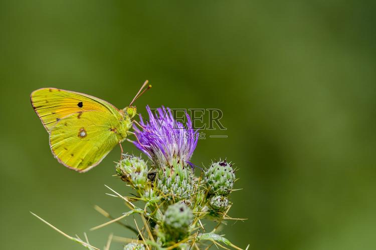 粉蝶最新版本可以无限观看，网友：每天都在更新