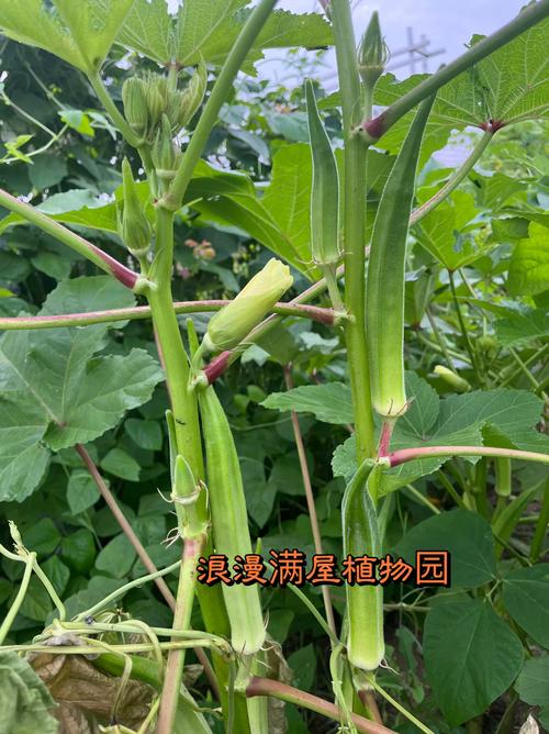 在线观看草莓秋葵菠萝蜜黄瓜丝瓜苹果手机版V1.5.8_在线观看草莓秋葵菠萝蜜黄瓜丝瓜苹果应用