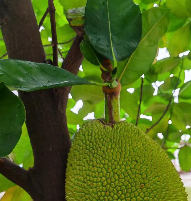 菠萝蜜视频最新在线观看最新版V7.6.4_菠萝蜜视频最新在线观看安装下载