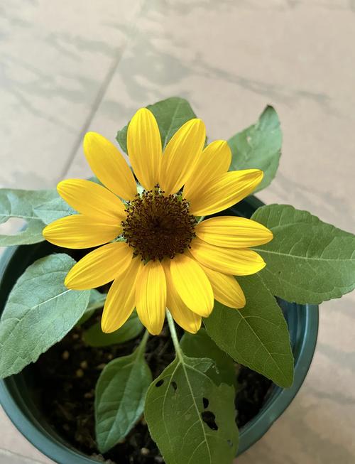 向日葵草莓秋葵黄瓜荔枝丝瓜最新app免费版手机版V9.5.8_向日葵草莓秋葵黄瓜荔枝丝瓜最新app免费版最新版下载