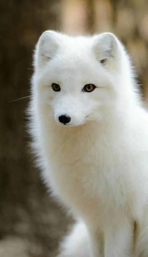 白狐影视手机版V2.6.6_白狐影视最新版下载