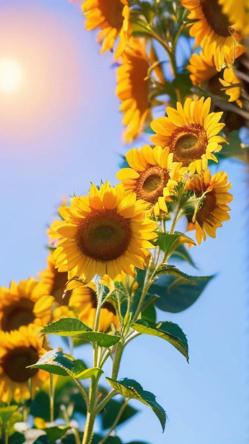 向日葵未满十八周岁勿进手机版V7.9.7_向日葵未满十八周岁勿进软件