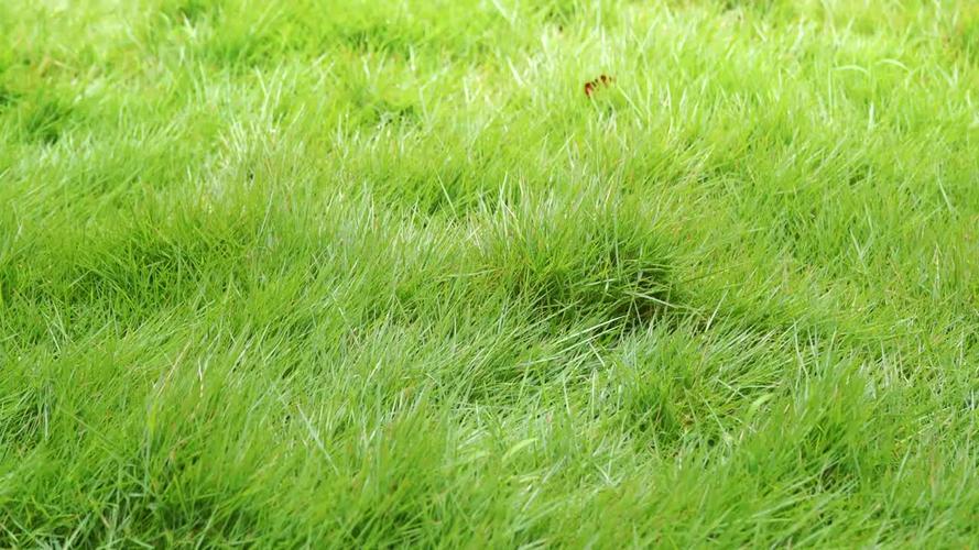 青草青草久热精品视频访问通道正式开启,用户:还是超清版 青草青草久热精品视频访问通道正式开启,用户:还是超清版