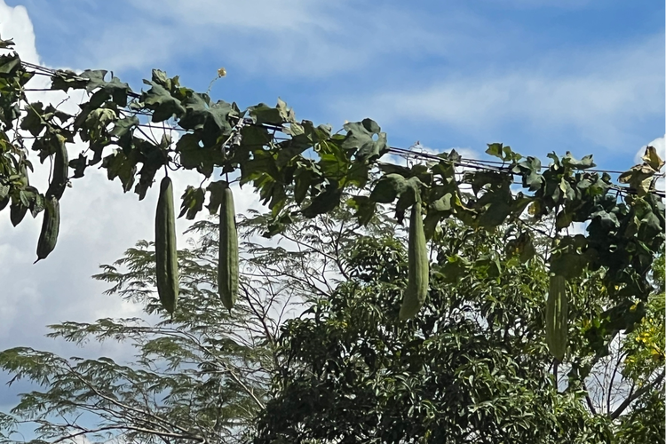 草莓视频ios安装无限看-丝瓜ios视频丝瓜视频在线观看下载软件V3.8.4_草莓视频ios安装无限看-丝瓜ios视频丝瓜视频在线观看下载APP下载