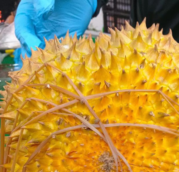 榴莲combo3.0深夜释放自己ios优质精选片源,网友:内容精彩给力 榴莲combo3.0深夜释放自己ios优质精选片源,网友:内容精彩给力