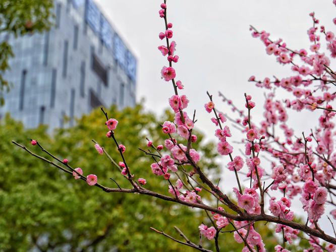 梅花高清成片视频应用V3.6.8_梅花高清成片视频APP下载 梅花高清成片视频应用V3.6.8_梅花高清成片视频APP下载