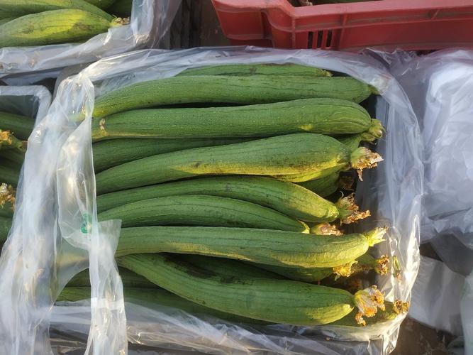 麻豆绿巨人丝瓜菠萝手机版V6.3.8_麻豆绿巨人丝瓜菠萝最新版 麻豆绿巨人丝瓜菠萝手机版V6.3.8_麻豆绿巨人丝瓜菠萝最新版