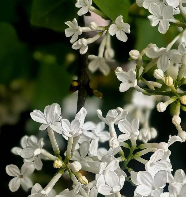 丁香花影视在线,经典的短视频的播放软件