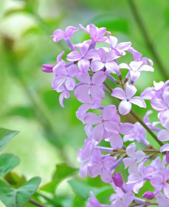 丁香花影视在线,经典的短视频的播放软件