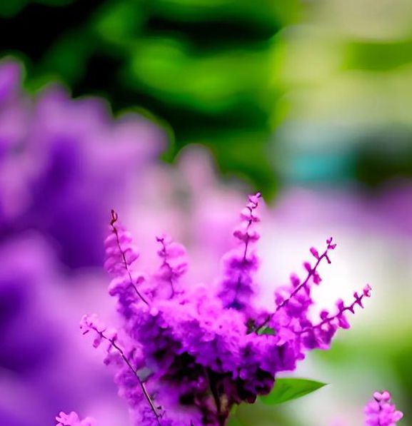 丁香花影视在线,经典的短视频的播放软件