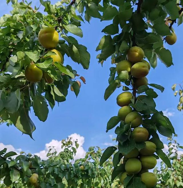 甜杏视频2.0.3最新版V5.4.6_甜杏视频2.0.3应用