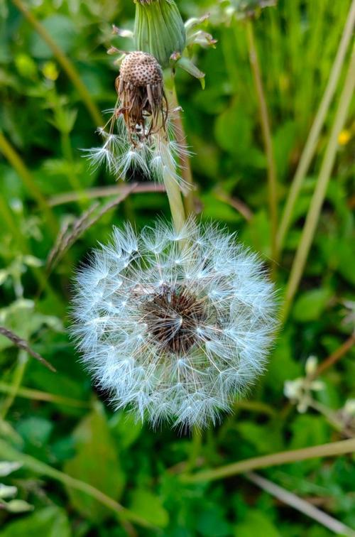 蒲公英研究所视频免费版,光是看着就让人觉得非常美味