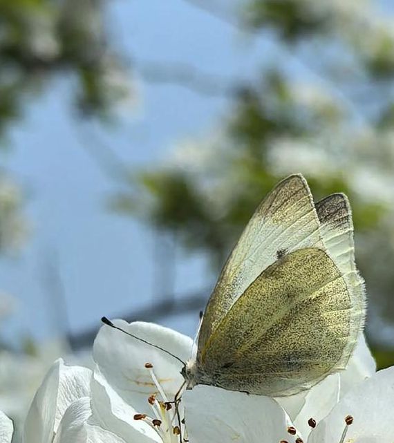 花蝴蝶app免费,功能强大的磁力搜索工具 花蝴蝶app免费,功能强大的磁力搜索工具