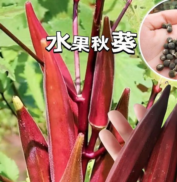 草莓秋葵菠萝蜜榴莲茄子最新版,帮助用户快速的加载各种视频 草莓秋葵菠萝蜜榴莲茄子最新版,帮助用户快速的加载各种视频