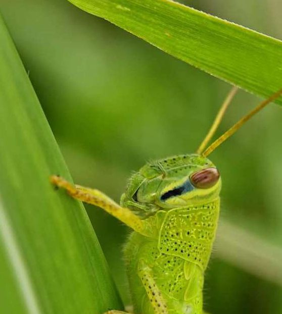 草蜢影视手机版,24小时直播交友平台