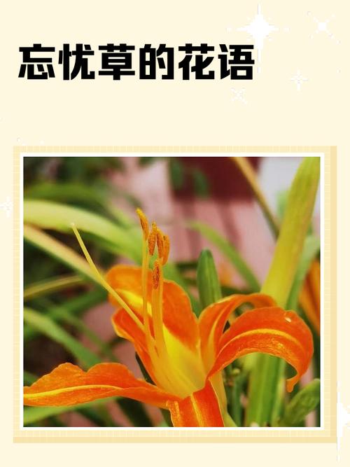 忘忧草视频在线观看免费版手机版V5.7.2_忘忧草视频在线观看免费版最新版下载